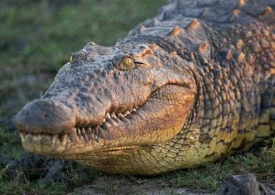 Botswana privát szafari Chobe Nemzeti Park krokodil