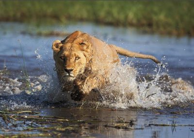 Botswana privát szafari Okavango delta oroszlán