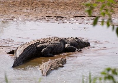 Kenya privát szafari