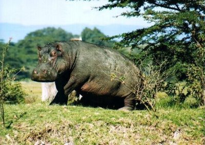 Kenya privát szafari