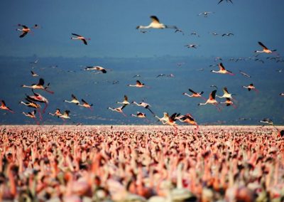 Kenya privát szafari