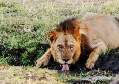 Kenya privát szafari