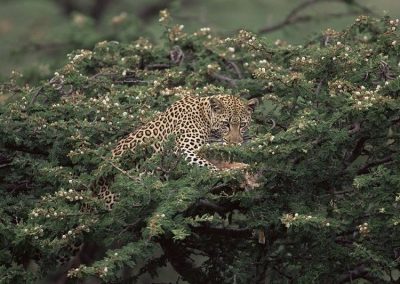 Kenya privát szafari