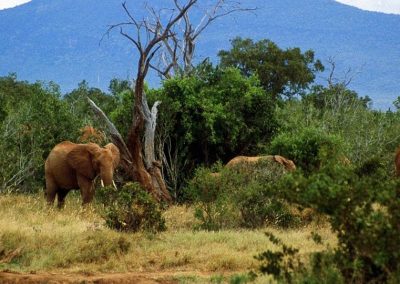 Kenya privát szafari