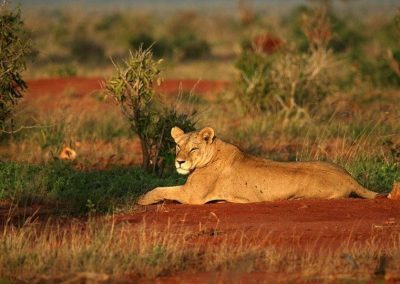 Kenya privát szafari